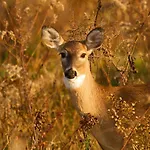 Veluwe Comfortable - Comfortable With Good Amenities And Several Activities For Families And Tourists Nearby * Voorthuizen