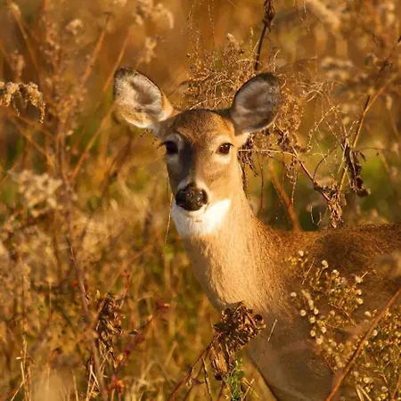 Luxe Veluwe - Perfect Getaway * フォールトハイゼン