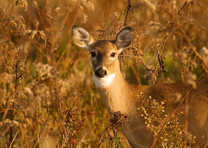 Veluwe Comfortable - Comfortable With Good Amenities And Several Activities For Families And Tourists Nearby * Voorthuizen